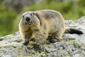 Alpine marmot (Marmota Marmota) on rock, High Tauern National Park, Austria, Europe