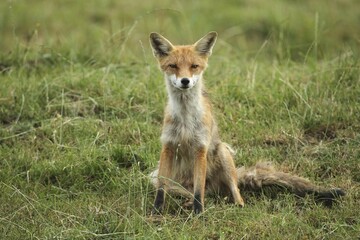 Red fox (Vulpes vulpes) Start of mange, infested by itch mites (Sarcoptes scabiei), Allgäu, Bavaria, Germany, Europe