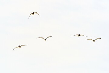 Five flying Eurasian oystercatchers (Haematopus ostralegus), Texel, West Frisian Islands, North...