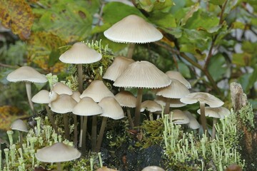 Seeded Tintling (Coprinus Disseminated), Allgäu, Bavaria, Germany, Europe