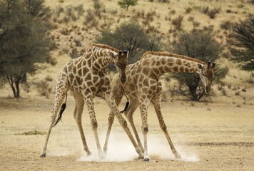 Southern Giraffe (Giraffa giraffa giraffa), fighting males in the dry Auob riverbed, Kalahari...