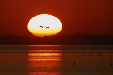Common cranes (Grus grus), flying into the glowing sun at sunrise, Western Pomerania Lagoon Area...
