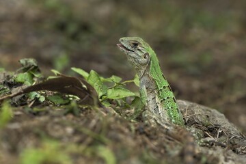 Juvenile Black Spiny-tailed Iguana (Ctenosaura similis) on ground, Corozal district, Belize, Central America