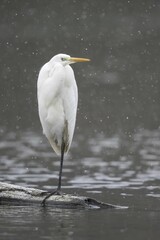 Great egret (Ardea alba) standing on deadwood in water, snowfall, Hesse, Germany, Europe
