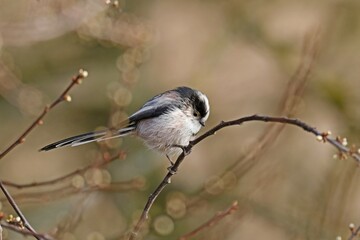 Long-tailed tit (Aegithalos caudatus) sitting on branch, Germany, Europe