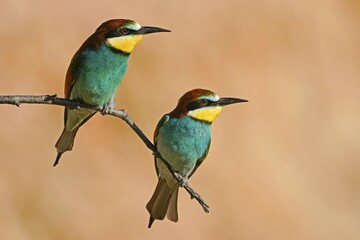 Two European bee-eaters (Merops apiaster), animal pair sitting on branch, Rhineland-Palatinate, Germany, Europe