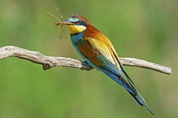 Bee-eater (Merops apiaster) with prey in his beak sits on a branch, Rhineland-Palatinate, Germany, Europe