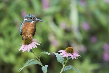 Common kingfisher (Alcedo atthis), female, sits on Purple Cone flower (Echinacea purpurea), Hesse, Germany, Europe