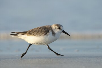 Sanderling (Calidris alba) running along the beach, Florida, USA, North America