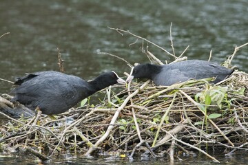 Eurasian coots (Fulica atra), male feeding female on the nest, Emsland, Lower Saxony, Germany,...