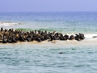 Brown fur seals (Arctocephalus pusillus), colony on sandbank, Walvis Bay City, Erongo Region,...
