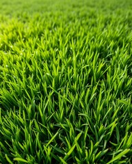 Fototapeta premium Lush Green Grass Close-Up with Dew Drops in Natural Light