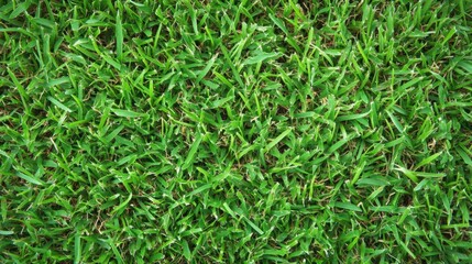 Soft green grass with visible blades, offering a natural and clean texture for eco and garden visuals.