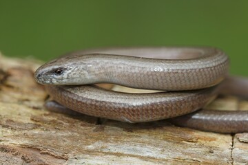 Slow worm (anguis fragilis) curled up on tree trunk, Schleswig-Holstein, Germany, Europe
