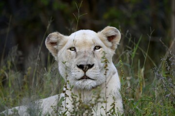 Fototapeta premium White Lion (Panthera leo), female animal, animal portrait, Tsau! nature reserve of the Global White Lion Protection Trust, GWLPT, near Hoedspruit, South Africa, Africa