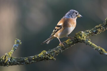 Brambling (Fringilla montifringilla), Emsland, Lower Saxony, Germany, Europe