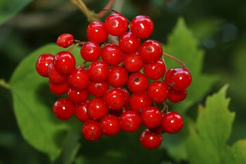 Guelder rose (Viburnum opulus), ripe fruits and leaves, Schleswig-Holstein, Germany, Europe