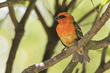 Red fody (Foudia madagascariensis), Praslin, Seychelles, Africa