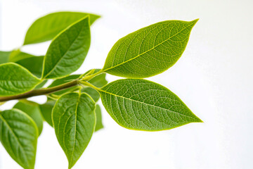Obraz premium Close-up shot of vibrant green leaves on a white background, ideal for product display on social media and e-commerce website banners.
