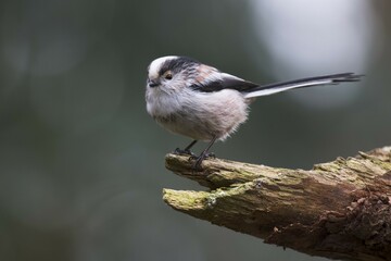 Long-tailed tit (Aegithalos caudatus) sits on deadwood, Emsland, Lower Saxony, Germany, Europe