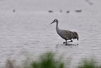 Sandhill Cranes at Staten Island, CA 