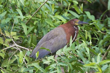 Rufescent Tiger Heron (Tigrisoma lineatum) in mangrove, Pantanal, Mato Grosso, Brazil, South America