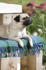 Young pug relaxing in the sun on a woollen blanket