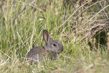 Young european rabbits (Oryctolagus cuniculus) sitting in the grass, Hesse, Germany, Europe
