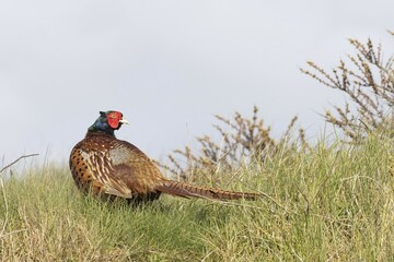 Pheasant (Phasianus colchicus) in the grass, Texel, province of North Holland, The Netherlands, Europe