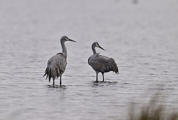 Sandhill Cranes at Staten Island, CA 