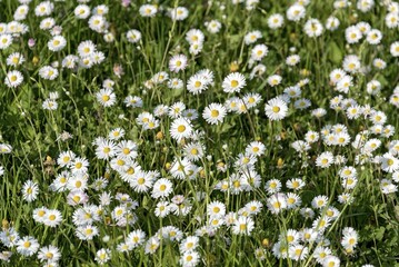 Common daisies (Bellis perennis) in a meadow, Upper Bavaria, Bavaria, Germany, Europe