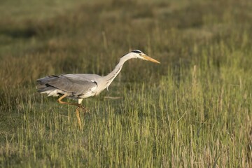 Grey heron (Ardea cinerea) walking through wet meadow, hunting, Texel, West Frisian Islands, province North Holland, Netherlands