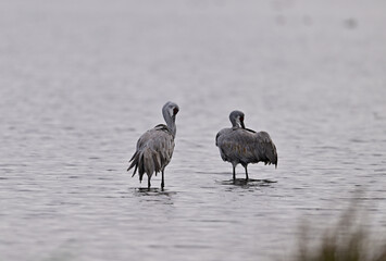 Sandhill Cranes at Staten Island, CA 