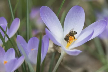 Fotobehang Krokus Early crocus (Crocus tommasinianus) with honey bee (Apis mellifera), Emsland, Lower Saxony, Germany, Europe  © Erhard Nerger/imageBROKER