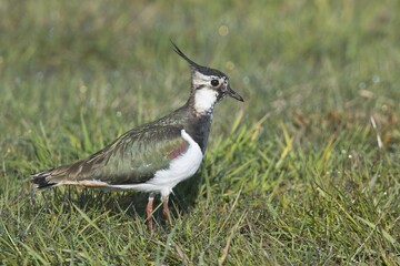 Northern lapwing (Vanellus vanellus) standing in meadow, Emsland, Lower Saxony, Germany, Europe