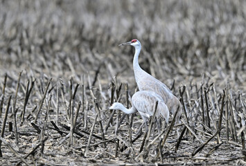 Sandhill Cranes at Staten Island, CA 