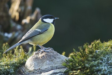 Great Tit (Parus major) sitting on stone, Lower Saxony, Germany, Europe
