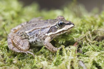 Common Frog (Rana temporaria) in moss, Rhineland-Palatinate, Germany, Europe
