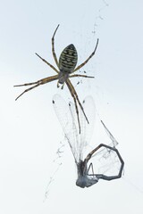 Wasp spider (Argiope bruennichi) with captured dragonfly, Lower Saxony, Germany, Europe