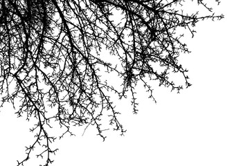 Black branches tree isolated on white. Black and white trees silhouettes on sky background. Bare branches trees in winter. Forest pattern texture. Treetops frame.