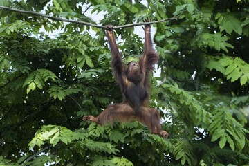 Naklejka premium Bornean Orangutan (Pongo pygmaeus) hanging on a rope, Singapore, Asia