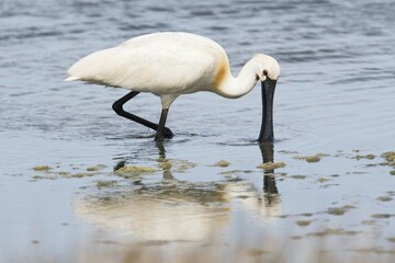 Common spoonbill (Platalea leucorodia), foraging in water, Texel, North Holland, Netherlands