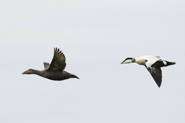 Common eiders (Somateria mollissima), in flight, Texel, North Holland, Netherlands
