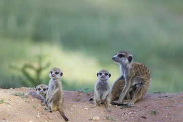 Suricates (Suricata suricatta), female with four young on the lookout at their burrow, one young is suckling, in the evening, during the rainy season in green surroundings, Kalahari Desert, Kgalagadi Transfrontier Park, South Africa, Africa