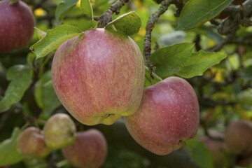 Apples (Malus sp.) on tree, Altes Land, Lower Saxony, Germany, Europe