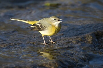Grey wagtail (Motacilla cinerea), on stone in the brook bed, Hesse, Germany, Europe
