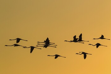 Greater Flamingos (Phoenicopterus roseus), in flight, at sunset, silhouette, Laguna de Fuente de Piedra, Malaga province, Andalusia, Spain, Europe