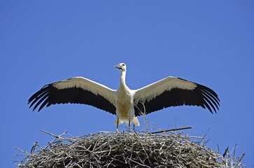 Young White stork (Ciconia ciconia) with extended wings in aerie, Tangstedt, Schleswig-Holstein, Germany, Europe