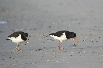 Two Eurasian oystercatcher (Haematopus ostralegus) on the beach looking for food, adult bird with young bird, island Föhr, North Frisia, Schleswig-Holstein, Germany, Europe