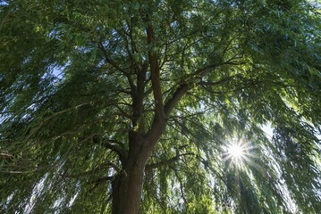 Fototapeta premium Willows tree (Salix) with solar reflex, Germany, Europe